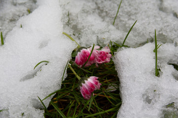spring, snow and flowering. Natural surprises on May 12, 2020 in Lithuania.