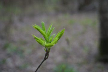 green leaves on a tree