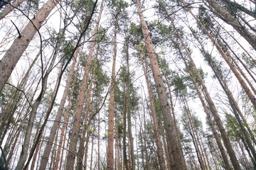 trees in the forest