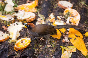 Beautiful Bird-of-paradise of New Guinea with long tail and beak aeting tropical fruit