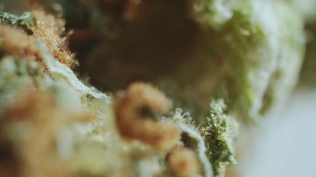 Still macro shot of dried green cannabis bud. Extreme close-up beautiful weed bush with trichomes. Defocus. Medical marijuana.