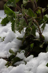 Close up of the frozen branches and leaves of mint leaf covered in snow in Lithuania. Europe, 12...