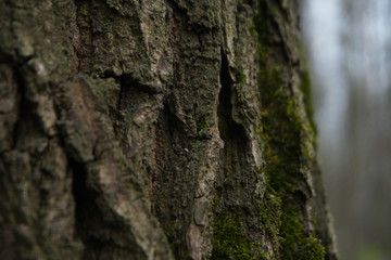 tree bark texture