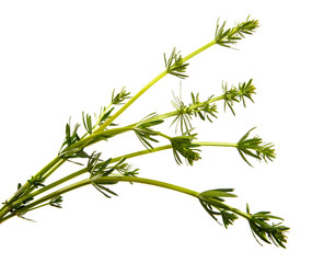 Green grass isolated on white background, closeup.