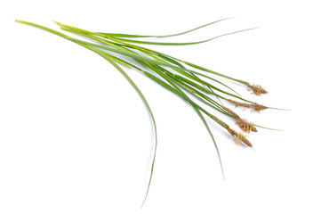 Carex or true sedges, caricology. Isolated on white background