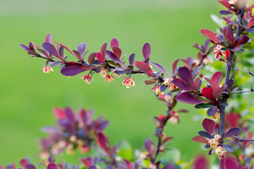 red barberry blooms in spring