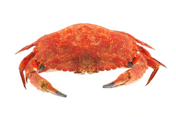 single steamed crab isolated on white background