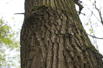 Obraz premium trunk of a tree