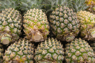Many pineapple fruits close up