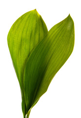 Lily of the valley leaf isolated on white background, closeup.