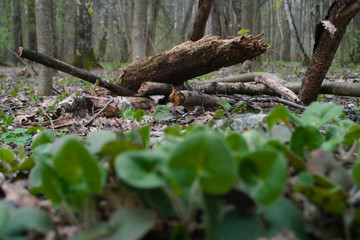 Obraz premium old stump in forest