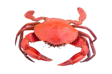 Cooked crab isolated on white background