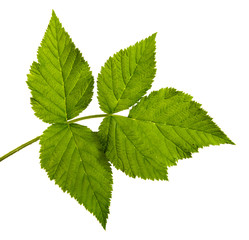 Raspberry bush leaf isolated on a white background, closeup.