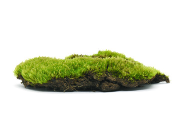 Moss green on white background.