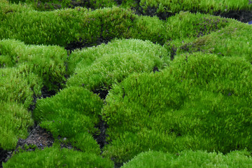 Moss green on stone in forest.