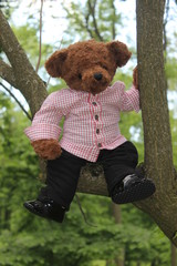 the story of one teddy bear