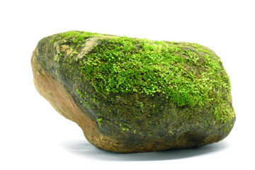 Moss green on rock on white background.