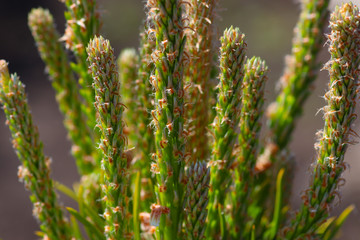 Sunny pine tree shoots in macro