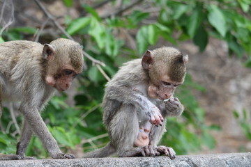 Little monkeys are eating mountain fruit, both from abundant nature.
