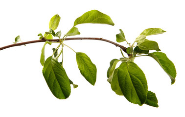 Apple tree branch on an isolated white background, close-up. Fruit tree sprout with green leaves