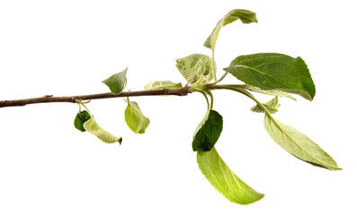 Apple tree branch on an isolated white background, close-up. Fruit tree sprout with green leaves