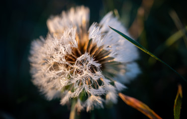 Pusteblume im Detail