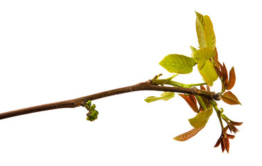 walnut branch on an isolated white background, closeup. Sprout with walnut leaves