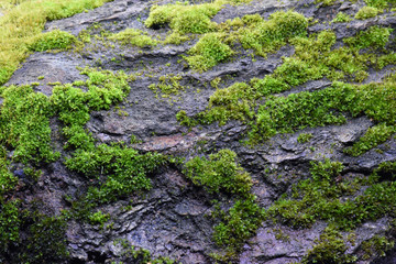 Moss green on the rock.