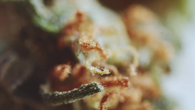 Extreme close-up of medical cannabis plant. Super macro shot marijuana dried bud and crystal trichomes. Addiction.