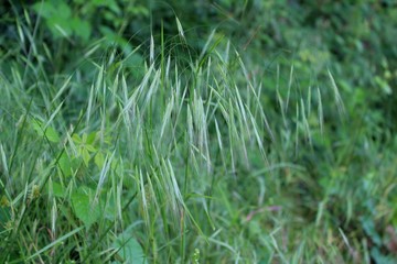 Graminacee in prati di campagna