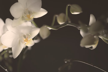 Orchidee Orchideenblüten in weiß  dark and moody