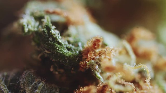 Cannabis. Macro shot. Beautiful bud with trichomes of marijuana medical plant. Extreme close-up. Herbal medicine. Weed culture.