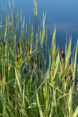 Obraz premium Tranquil landscape at a ditch, grasses and leaves on the edge of the ditch, the blue sky reflected in the water