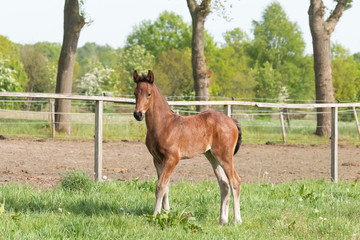 Little just born brown foal standing in green grass during the day with a countryside landscape....