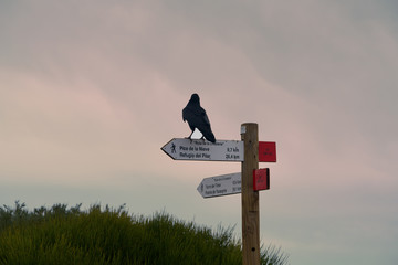 Raven sitting on Information signes
