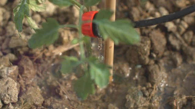 Overhead shot of a drip irrigation system. Closeup of water dripping in a tomato field to water the organic seedlings of vegetables. Watering the plantation. Agriculture and cultivation.