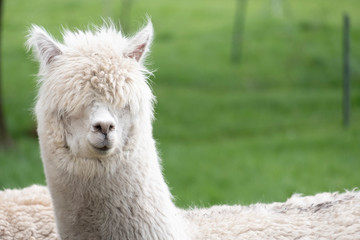 White Alpaca, a white alpaca in a green meadow. Selective focus on the head of the alpaca, photo of head