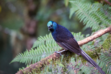 Beautiful Bird-of-paradise of New Guinea with long tail and beak aeting tropical fruit