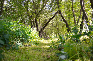 poorly trodden path in the forest. trees in the forest immersed in greenery