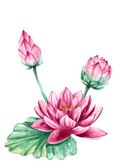 Pink and purple water lily lotus flower, watercolor illustration, isolated on white background