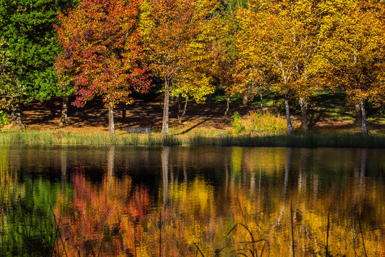 Autumn landscape scene Himeville, South Africa. Autumn trees and lake, Kenmo