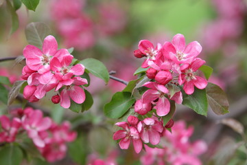 Pink flowers of blossoming apple-tree (grade 
