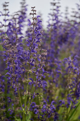 Medical plant Salvia pratensis in the meadow. Known as meadow clary or meadow sage. Wild plant with purple flowers in the spring.