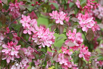 Pink flowers of blossoming apple-tree (grade 