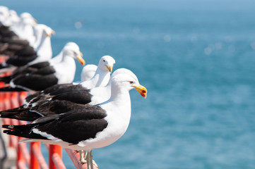 Seagulls rest on the railing along the promenade of Viña del Mar Chile. In the background the pacific ocean