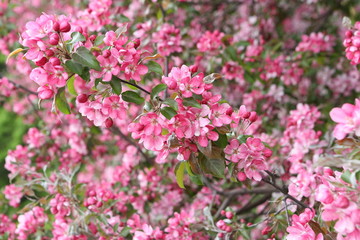 Pink flowers of blossoming apple-tree (grade 