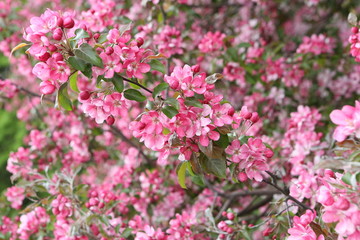 Pink flowers of blossoming apple-tree (grade 