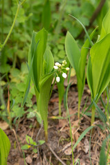 Blooming forest lily of the valley. Forest landscape.