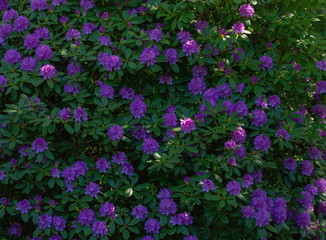 Violet rhododendron