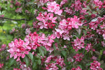 Pink flowers of blossoming apple-tree (grade 